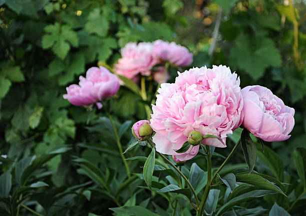 istock Bouquet of fresh pink peonies 465686861
