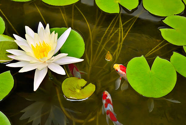 istock Pond with white waterlily and koi fish. 465686969