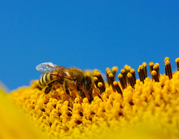 istock bee in the sunflower 465688583