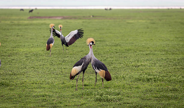 istock Gray Crowned Cranes couple 465690029