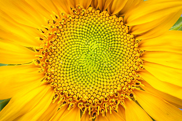 istock Sun Flower close up for background 465690092