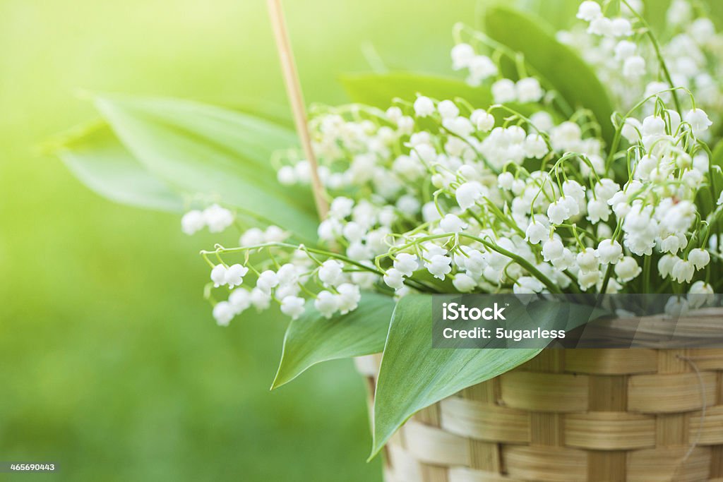 Basket with bouquet of lilly-of-the-valley in Bouquet of lilly-of-the-valley  in a garden Lily-of-the-valley Stock Photo