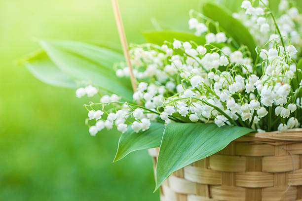 Basket with bouquet of lilly-of-the-valley in stock photo