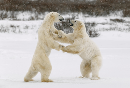 Two polar bears play fighting. Polar bears fighting on snow have got up on hinder legs.