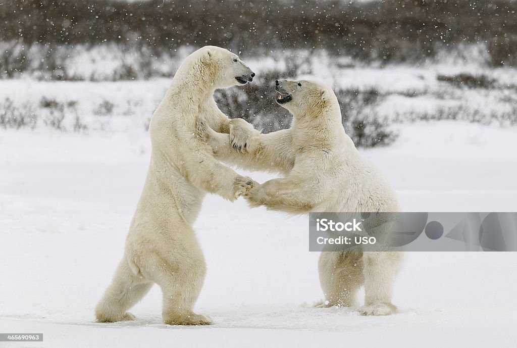 Two polar bears play fighting. Two polar bears play fighting. Polar bears fighting on snow have got up on hinder legs. Bear Stock Photo