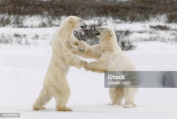 Two Polar Bears Play Fighting Stock Photo - Download Image Now - Bear, Fighting, Ice