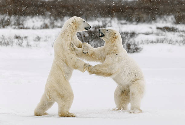 dois ursos polares jogar contra. - arctic manitoba churchill manitoba canada - fotografias e filmes do acervo
