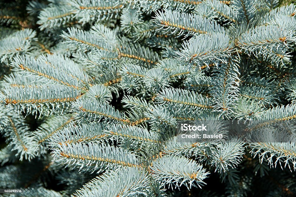 Picea pungens - Lizenzfrei 2015 Stock-Foto