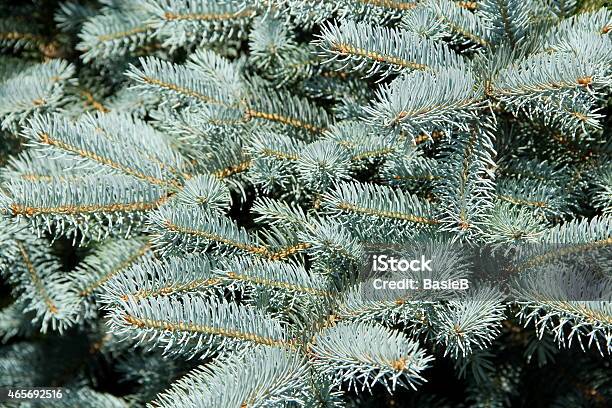 Picea Pungens Stockfoto und mehr Bilder von 2015 - 2015, Baum, Blaufichte