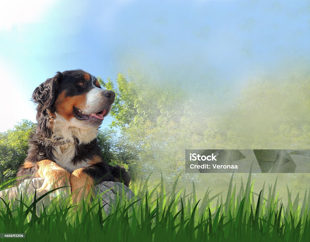 Bernese mountain dog 2015 Stock Photo