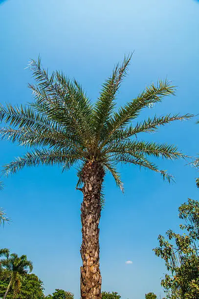 Green beautiful palm tree isolated on bule sky