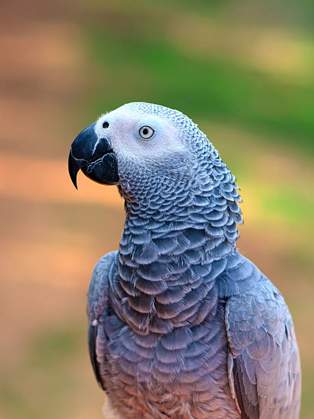 istock African Grey Parrot portrait 465694695