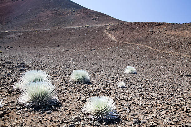 silversword - haleakala silversword fotografías e imágenes de stock