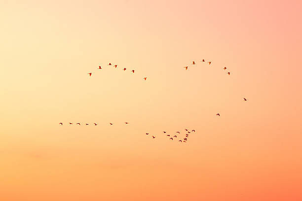 istock Birds in the sky on sunset. 465695801