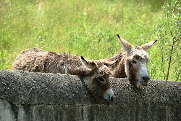 neugierige esel auf der wiese-italie - donkey mule large grazing photos et images de collection