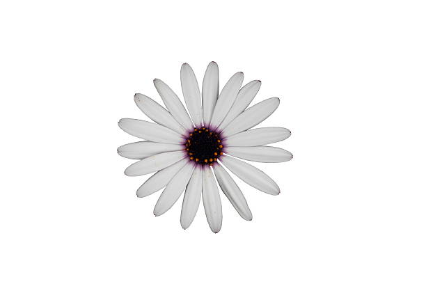 istock White and Purple Daisy Isolated on White 465695954