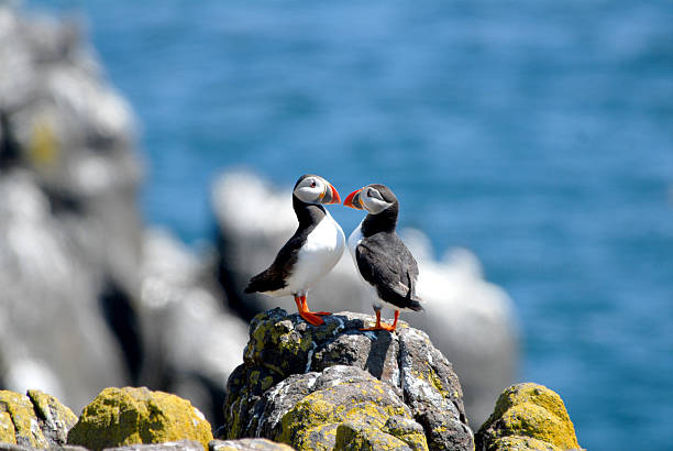 Puffin A pair of Atlantic puffins found on Isle of May, Scotland puffin photos stock pictures, royalty-free photos & images