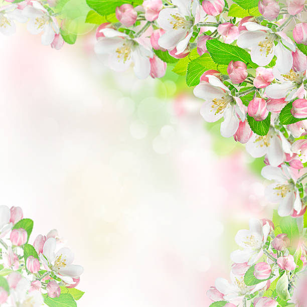 istock apple blossoms over blurred nature background 465696239