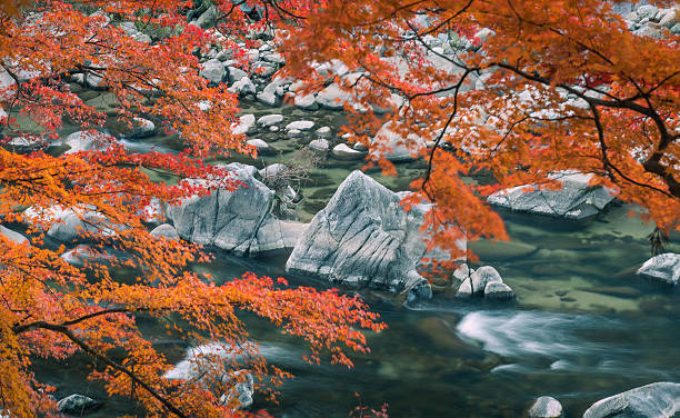 Colorful autumn trees landscape fall season stock photo