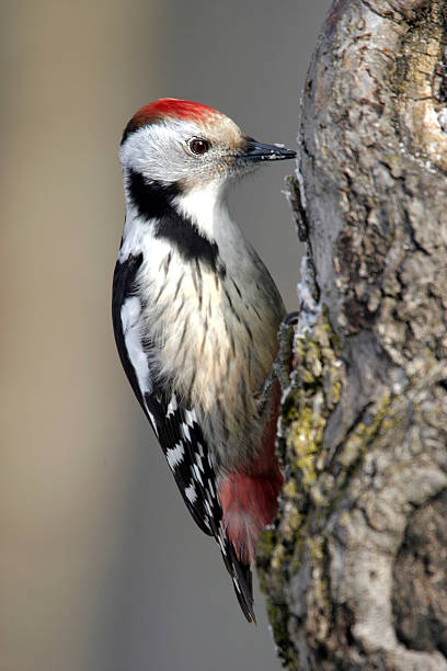 istock Mittelspecht, Dendrocopos medius,  Middle-spotted Woodpecker 465697053