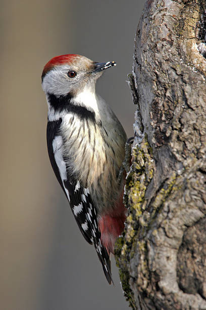 istock Mittelspecht, Dendrocopos medius,  Middle-spotted Woodpecker 465697055