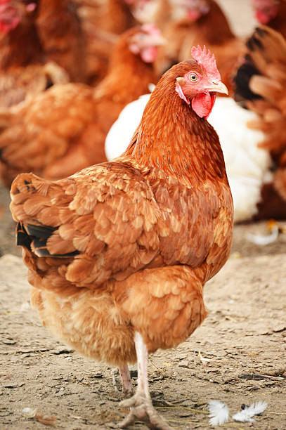 istock Traditional free range poultry farming 465697805