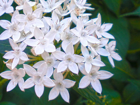 Pentas blooms all summer long with clusters of starry flowers. It is one of the best butterfly-attracting flowers.