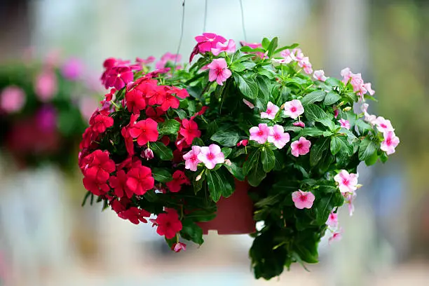 Photo of Hanging flowers