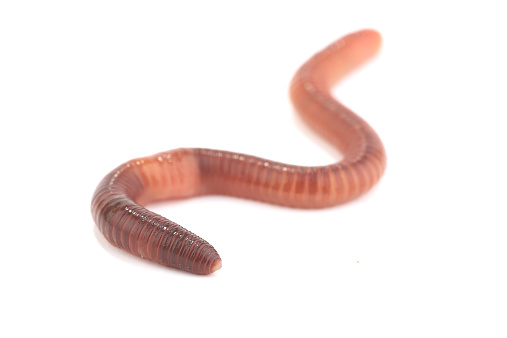 earth worm isolated on white background