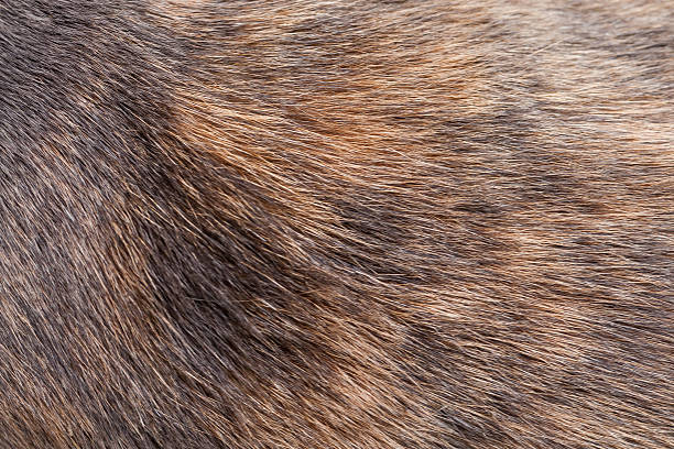 istock Texture of Gray and Ginger Tortoiseshell Cat Fur 465702517