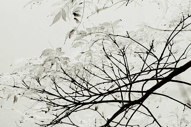 noir et blanc les branches d'un arbre en automne - white black tree fog photos et images de collection