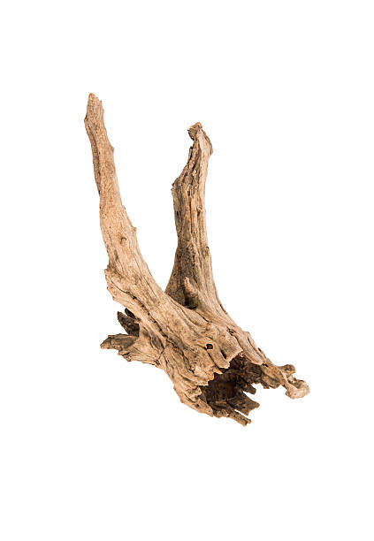 istock Timber texture and termite damage isolated on white background 465703004