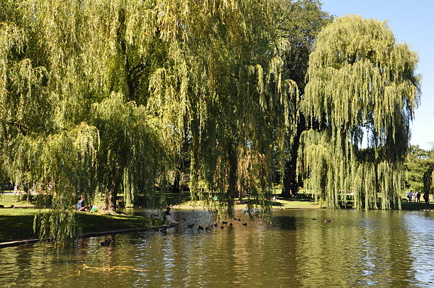 istock Public Gardens in Boston 465703088