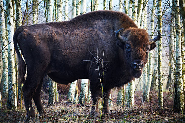 European Bison stock photo