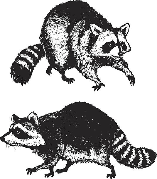 Raccoons Hand drawn raccoons. raccoon stock illustrations