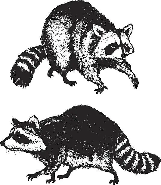 Vector illustration of Raccoons