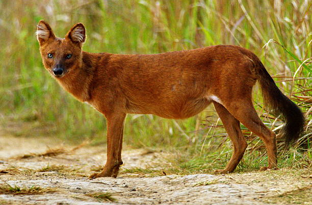 istock wild dogs Asia 465703746