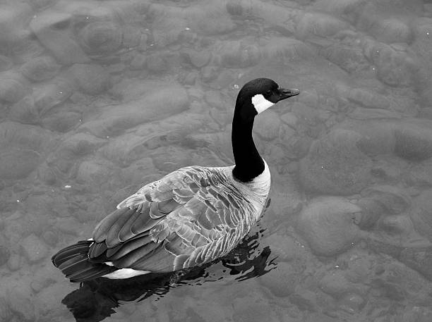 Photo taken in the bay of Copper Harbor, MI, in August of 2013