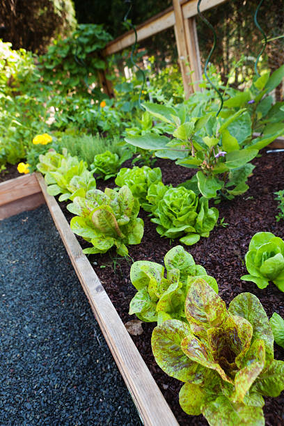 istock Lettuce and Vegetable Plants in Garden 465704187