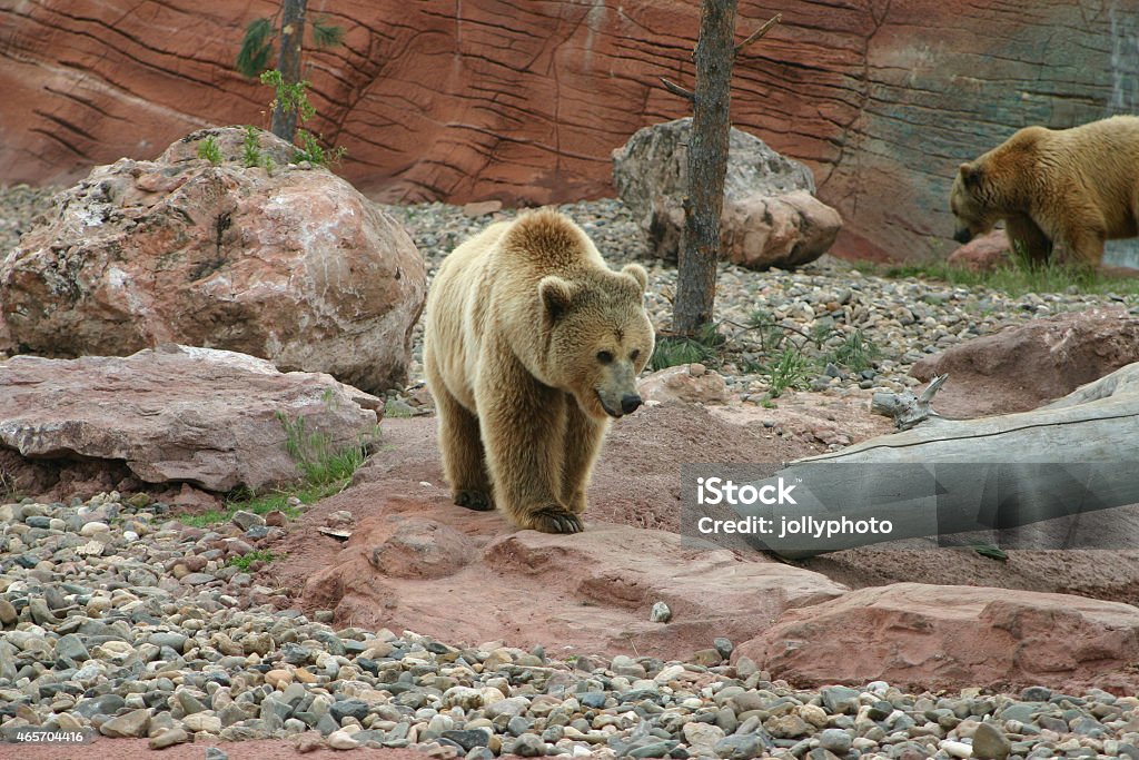 Griz y Mama Bear - Foto de stock de Oso pardo libre de derechos