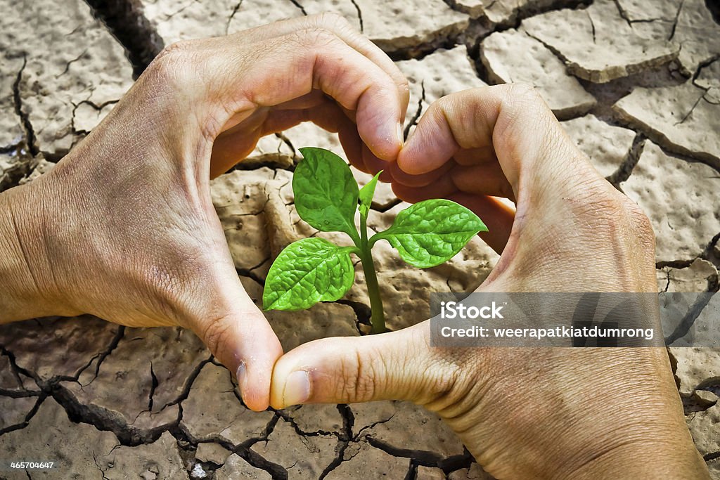 tree growing on cracked ground hands forming a heart shape around a tree growing on cracked ground /hands growing tree / save the world / environmental problems / growing tree / csr Accidents and Disasters Stock Photo