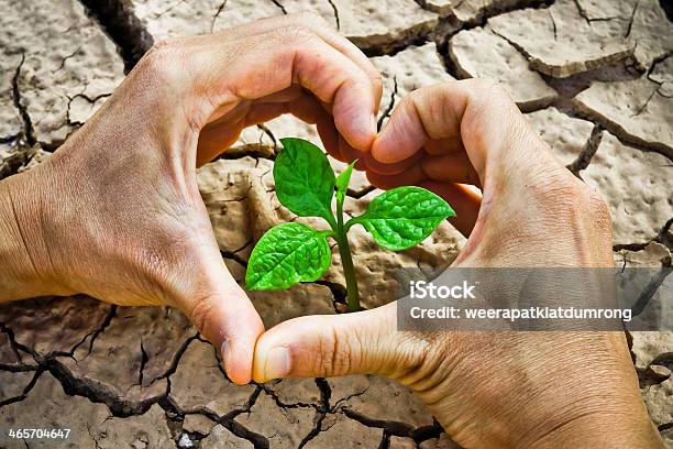 Tree Growing On Cracked Ground Stock Photo - Download Image Now - Accidents and Disasters, Agriculture, Arid Climate