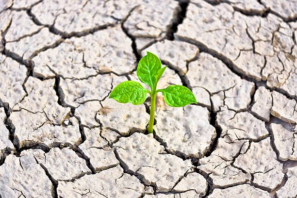 istock Small green plant growing from cracked earth 465704661