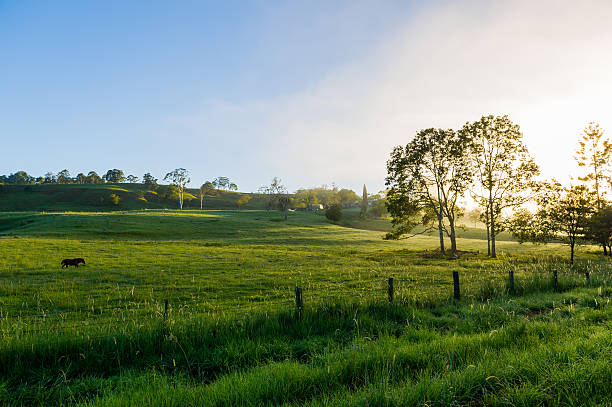 istock Green Pastures on Farm Northern Rivers NSW 465706503