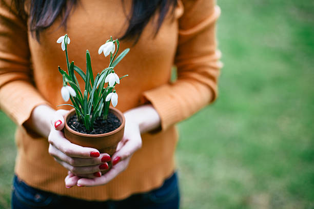 Female holding flowerpot with snowdrops stock photo