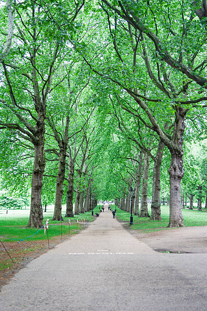 istock Trees Along a Park Pathway in London 465707130