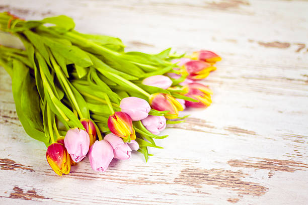 greeting card background with tulips stock photo