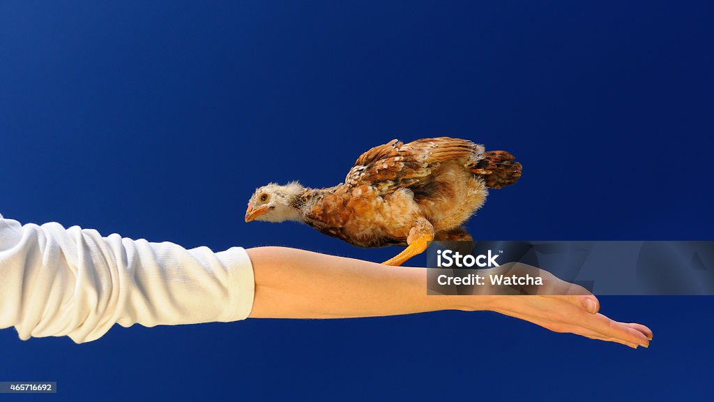 Acrobat Chicken Walking on Spread Arm (16:9 Aspect Ratio) An acrobat chicken walking on a spread arm against a blue sky background 2015 Stock Photo