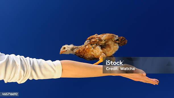 Acrobat Chicken Walking On Spread Arm Stock Photo - Download Image Now