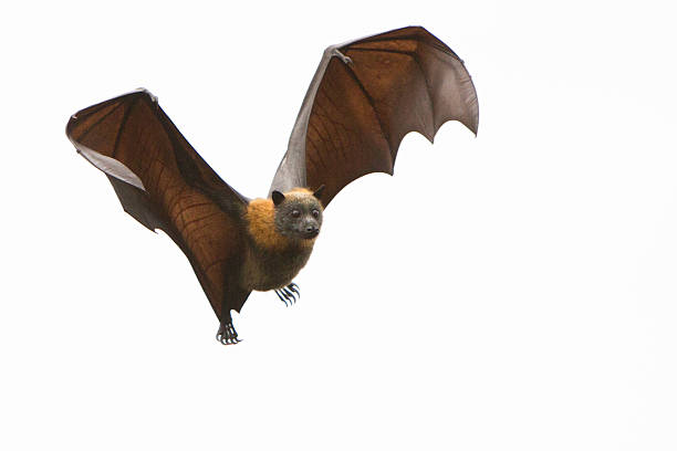 Bat In Flight Top View Bat Flying Close Up Stock Photos, Pictures & Royalty-Free Images - iStock